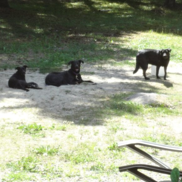Meet your Posher, Labrador - Picture 16 of 16
